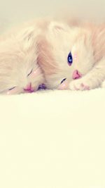 Kitties Love