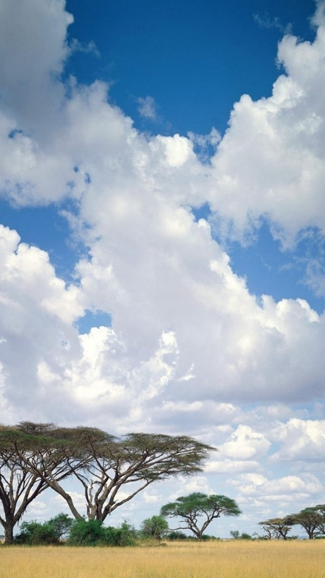 Safari Clouds