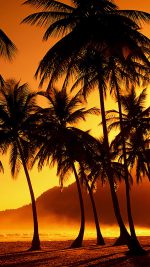Palm Trees at Beach