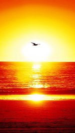 Beach Seagull Sunset