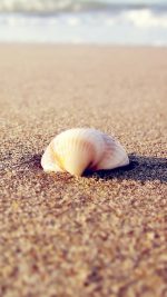 HD beach shells