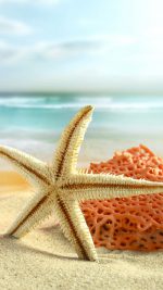 Starfish beach toys