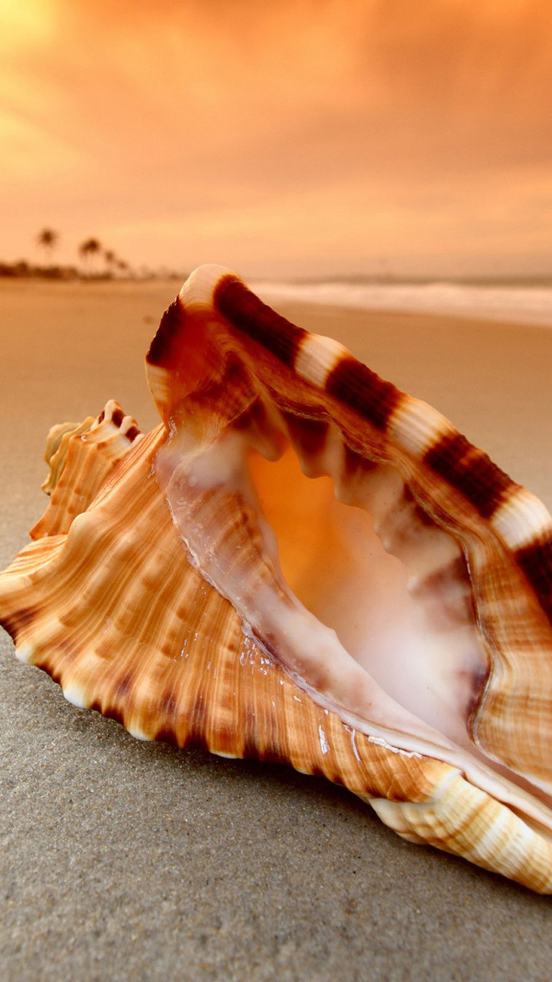 Sunset Beach Shell