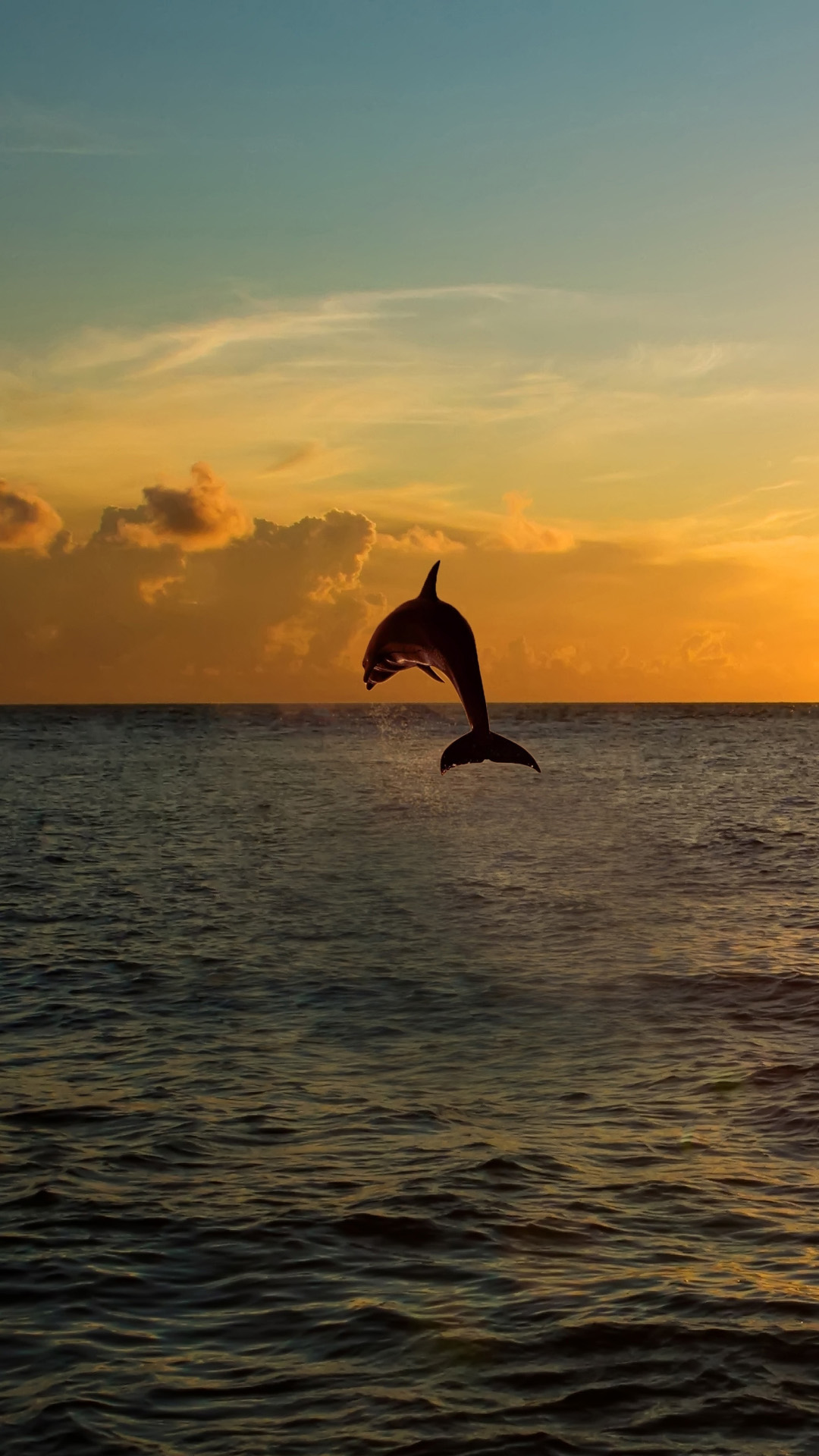 dolphin jumping out of the sea in florida