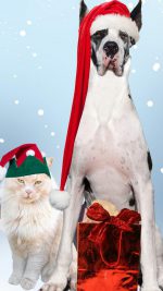 Christmas Dog And Cat