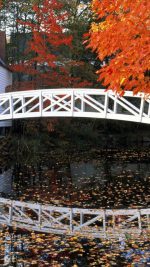 Bridge Small Leaves