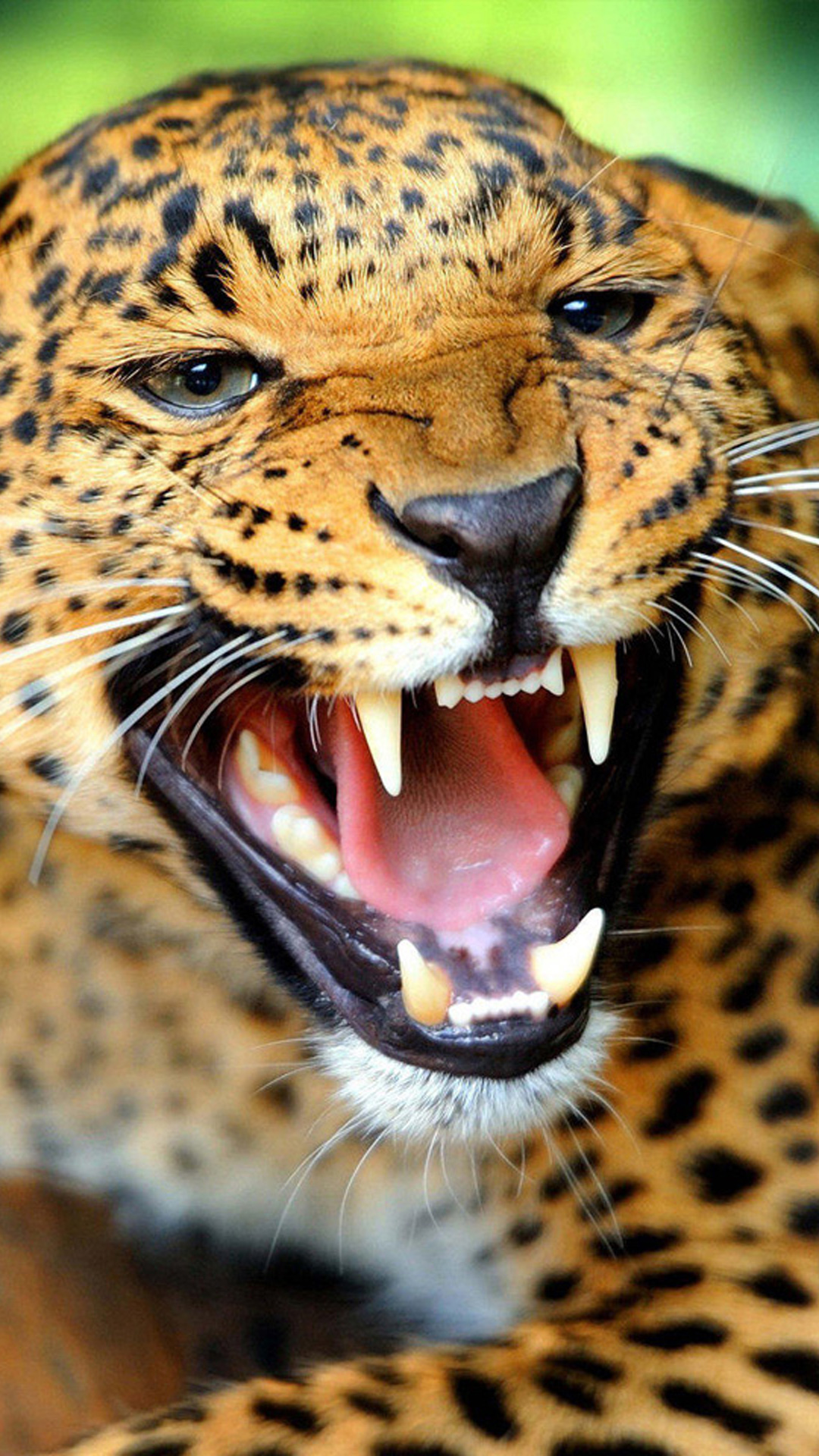 Crazy Angry Leopard