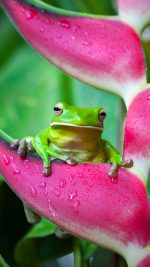 White-lipped tree frog (Litoria infrafrenata) on a heliconia flower in Cairns, Queensland, Australia ((C) Andrew Watson/ Getty Images)