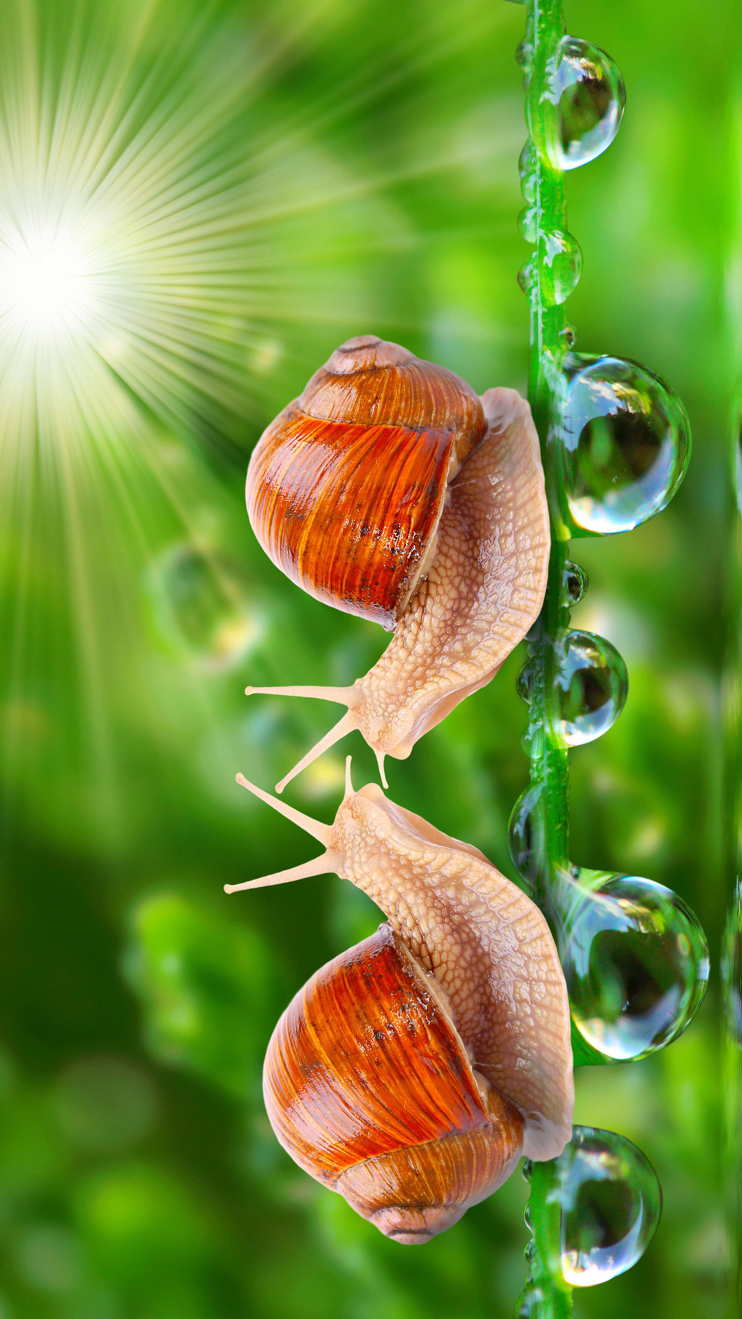 HD Loving Snail