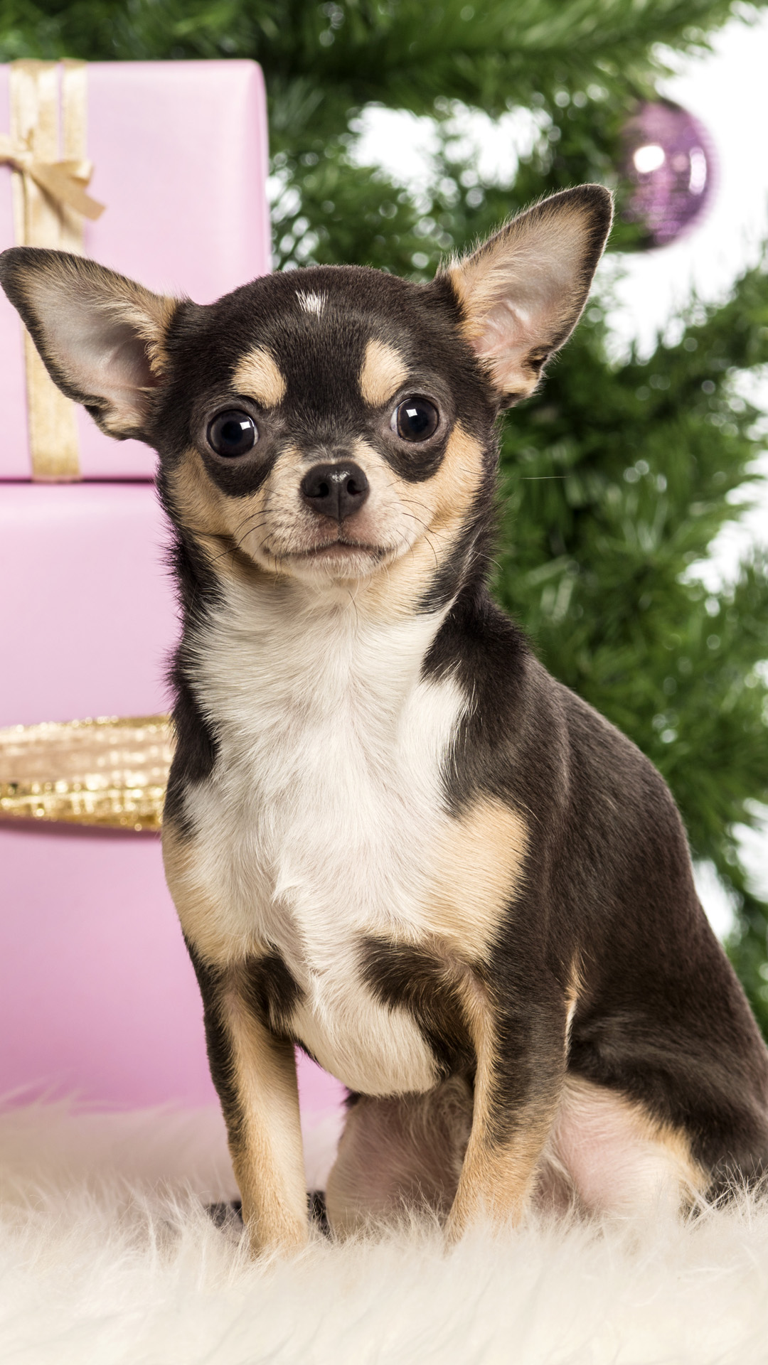 Chihuahua sitting in front of Christmas decorations