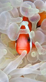 Red and black anemonefish in bleaching anemone in the Lembeh Strait of North Sulawesi, Indonesia ((C) Jeff Yonover/Tandem Stock)