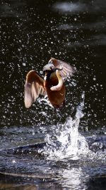 Kingfisher Predator Moment