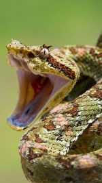 Snake Terror
