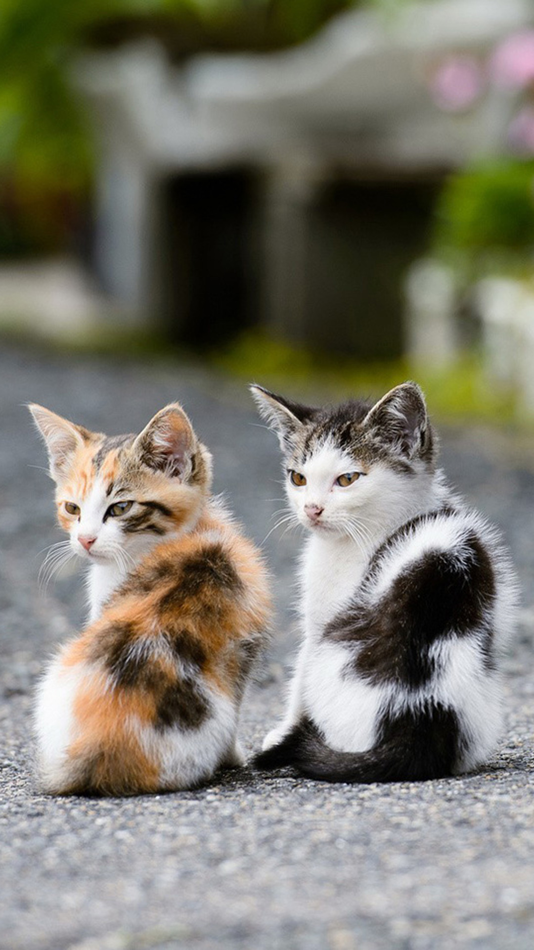 Two Very Cute Cats