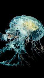 Apple Watch Wallpaper Jellyfish Art Nature