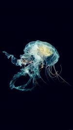Apple Watch Wallpaper Jellyfish Art Nature Blue
