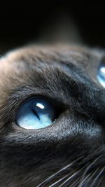 Cats Blue Eye Cute