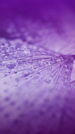 Nature Rain Drop Flower Purple Pattern