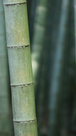 Bamboo Nature Tree Green