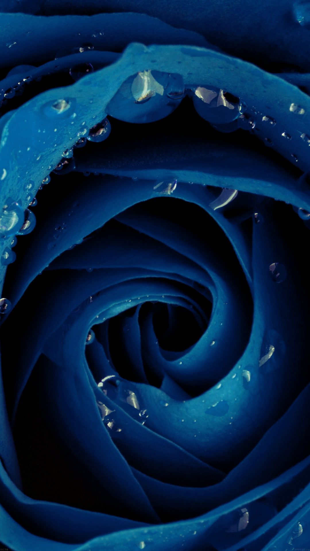 Beautiful Blue Rose Flower Nature
