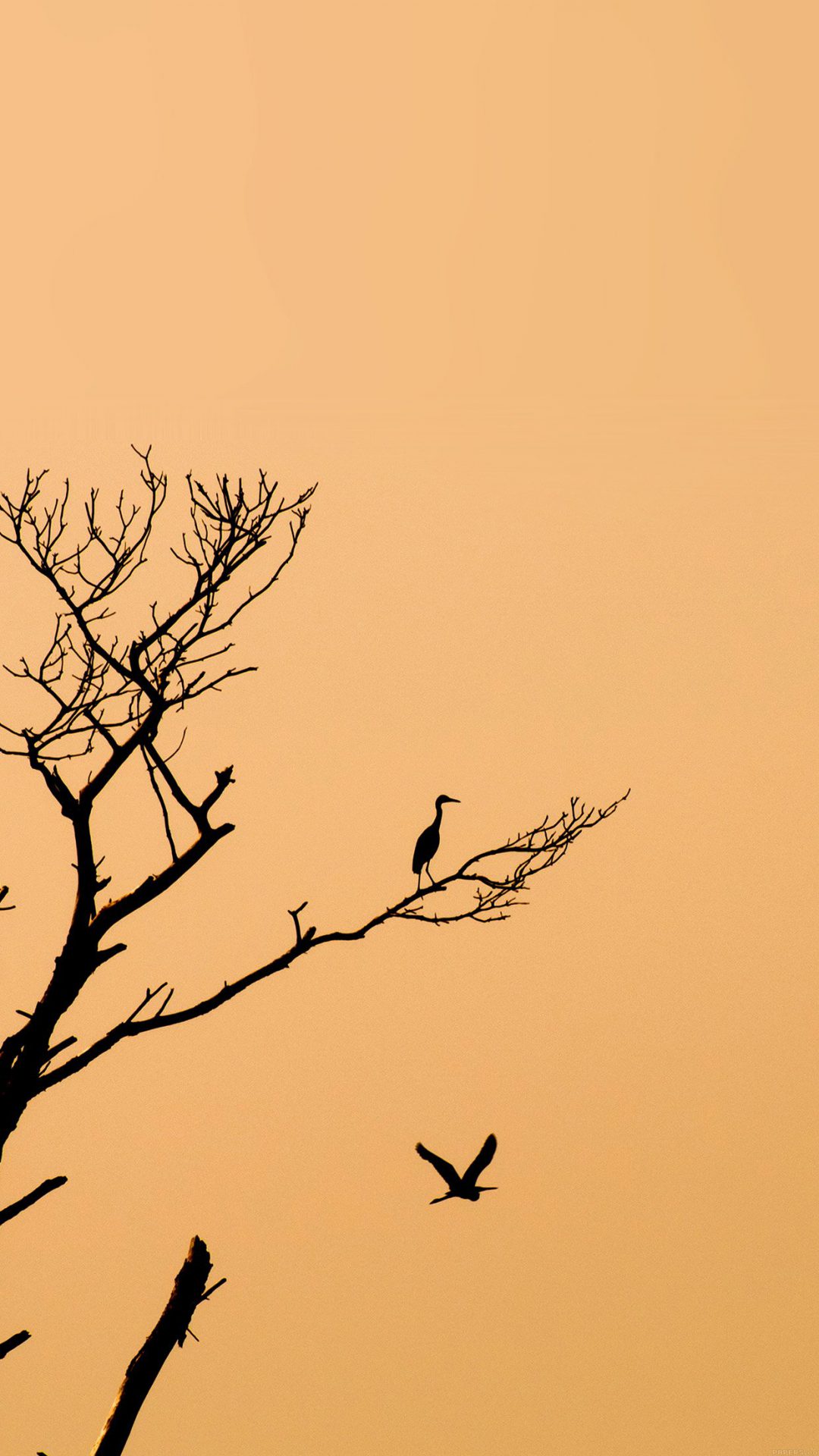 Bird Sunset Tree Nature Minimal