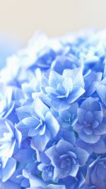 Blue Hortensia Flower Beautiful Nature