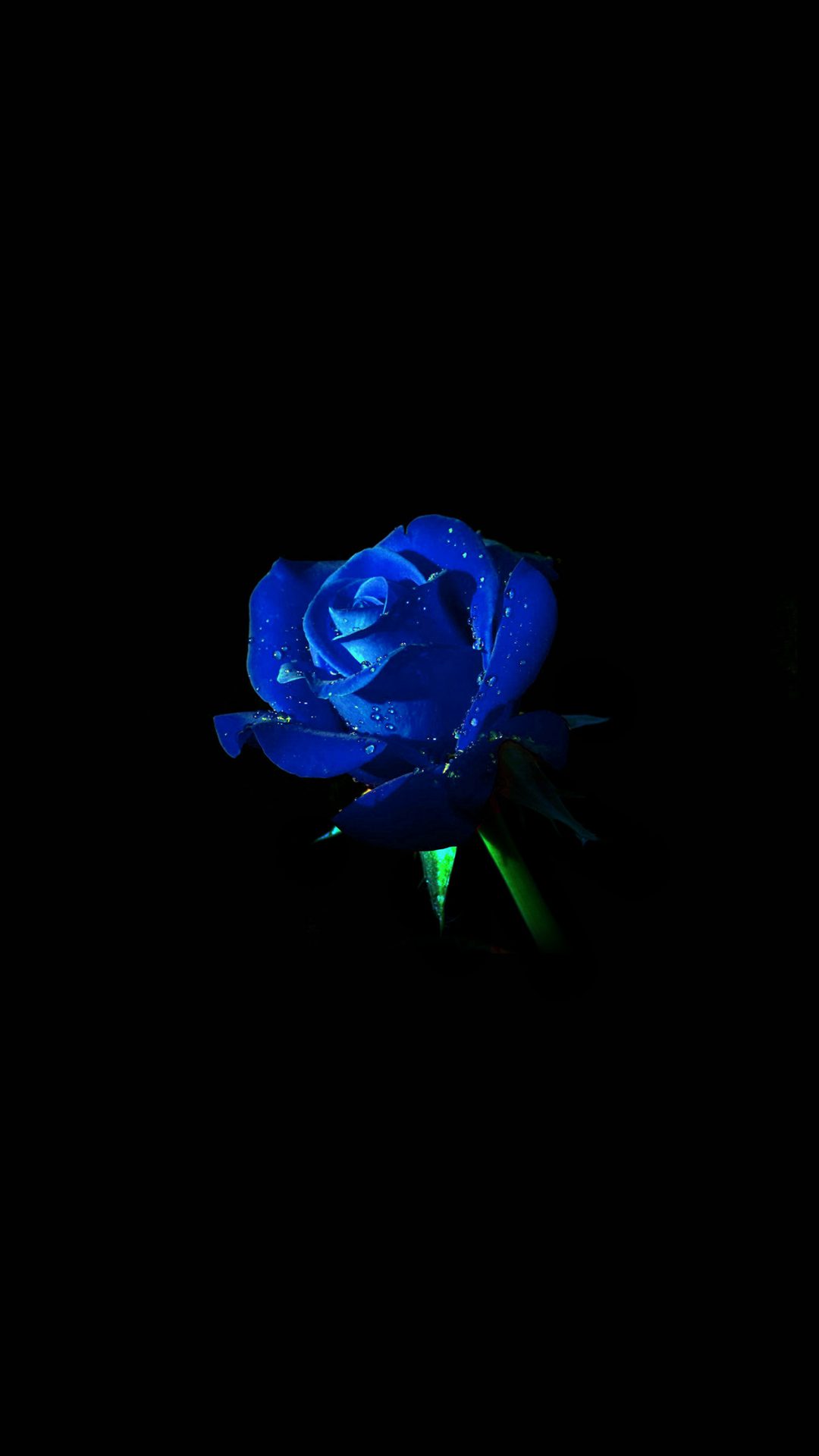 Blue Rose Dark Flower Nature