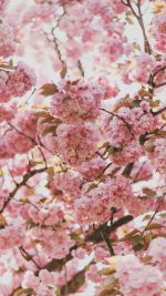 Cherry Blossoms Sakura Japan