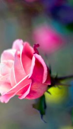 Close Up Pink Rose Flower Nature