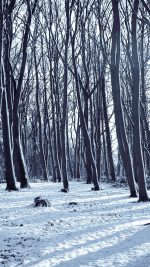 Cold Winter Forest Snow Nature Mountain