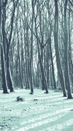 Cold Winter Forest Snow Nature Mountain Blue