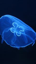 Deep Ocean Life Jellyfish Blue Dark Nature