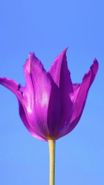 Purple Tulip Flower Blue Sky