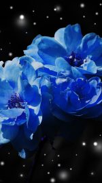 Flower Blue Snow Nature Art