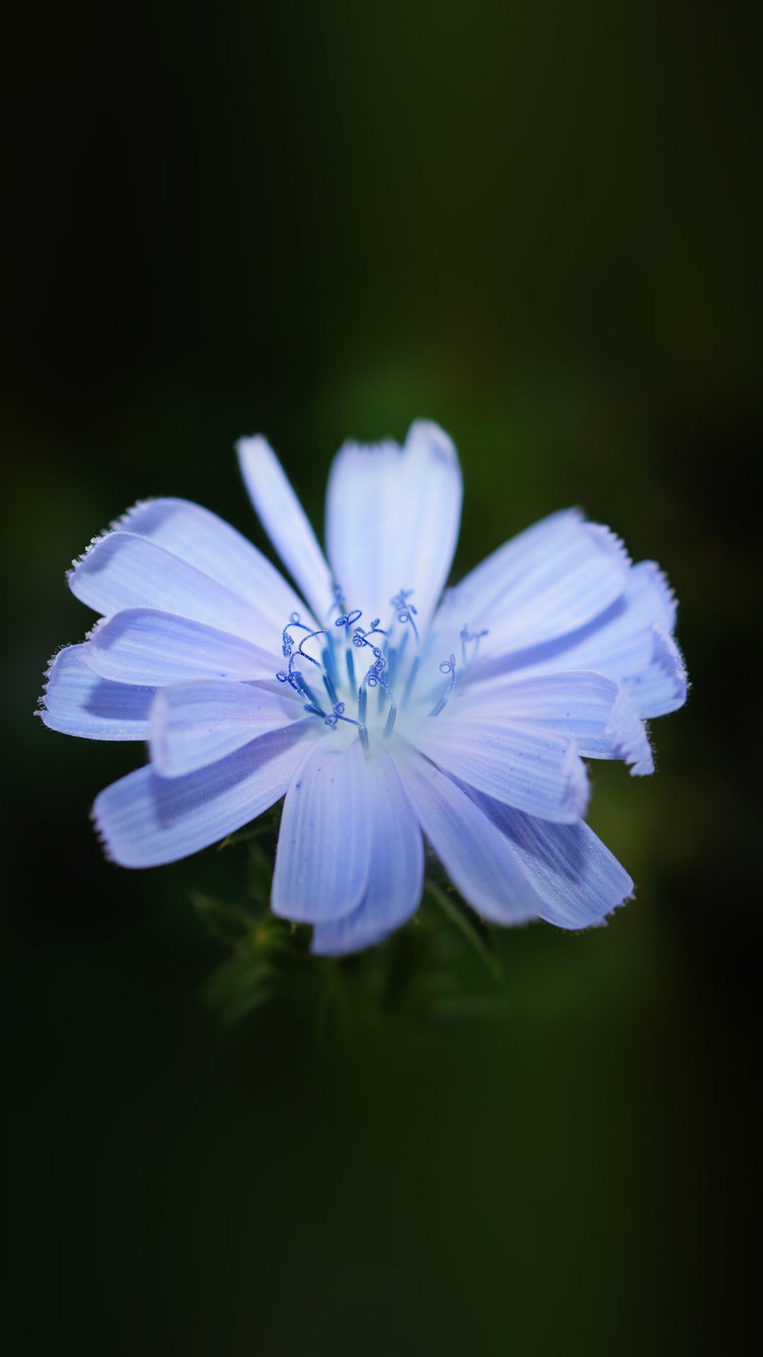 Flower Blue Spring New Life Nature Dark