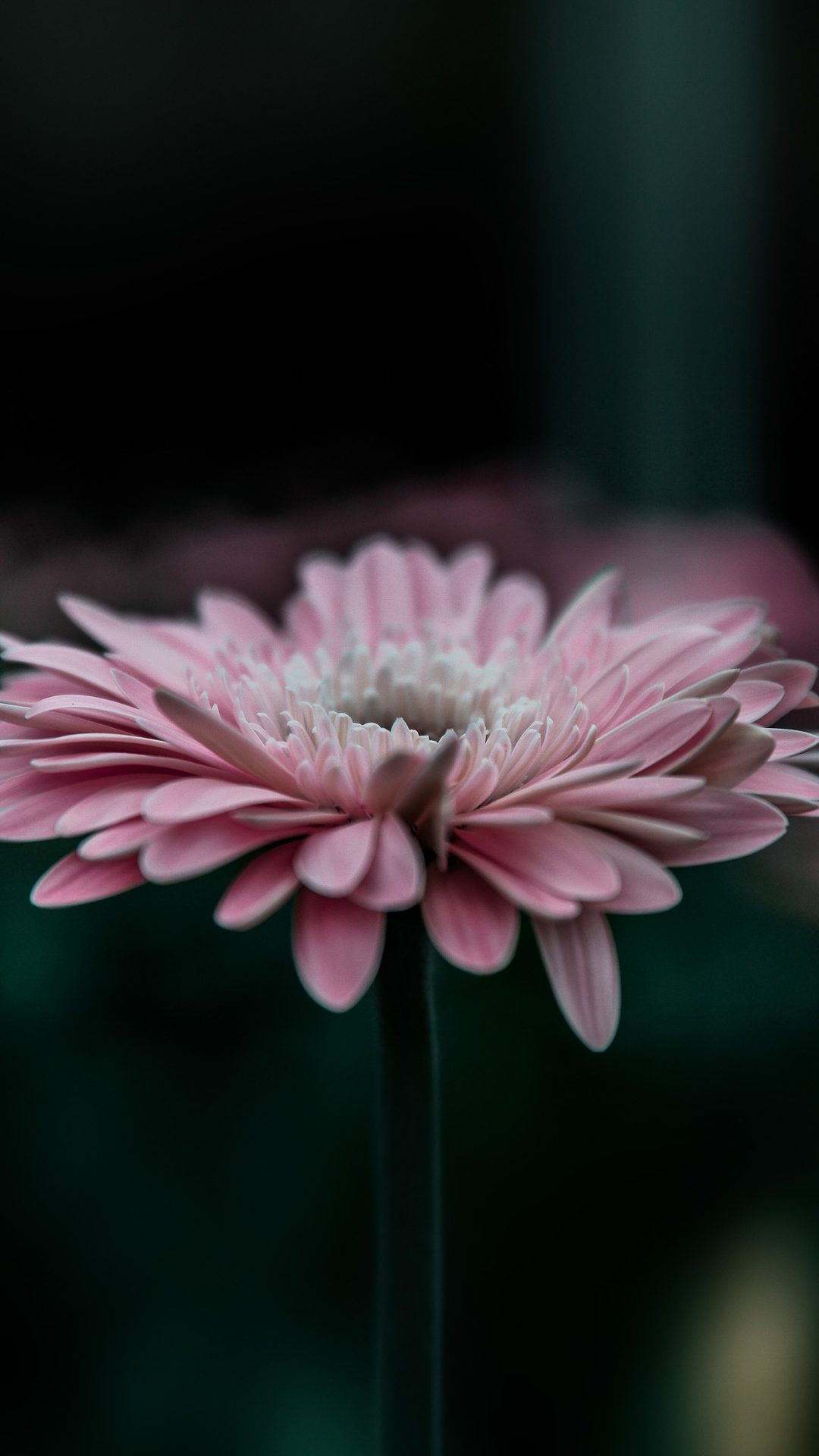 Flower Pink Calm Nature Bokeh