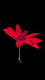 Flower Red Nature Art Dark Minimal Simple