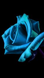 Flower Rose Blue Dark Beautiful Best Nature