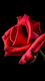 Flower Rose Red Dark Beautiful Best Nature