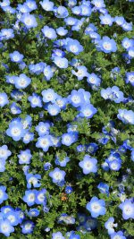 Flower Spring Blue Nature