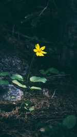 Flower Yellow Forest Wood Lonely Dark Nature