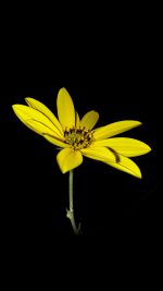 Flower Yellow Nature Art Dark Minimal Simple