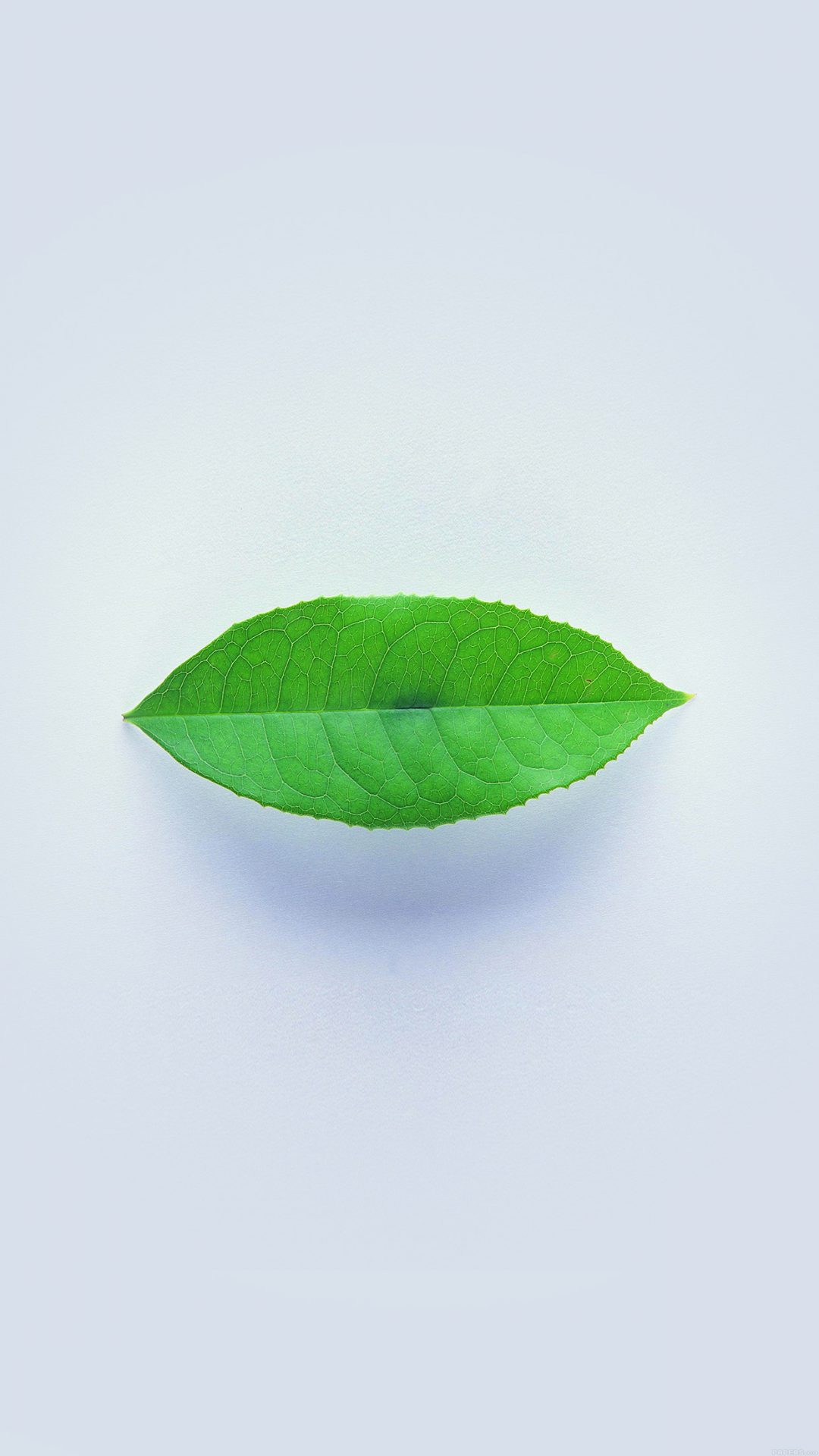 Green Leaf Minimal Nature Art