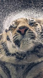 Kanja Shaking Tiger Water Animal