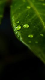 Leaf Rain Drop Green Nature
