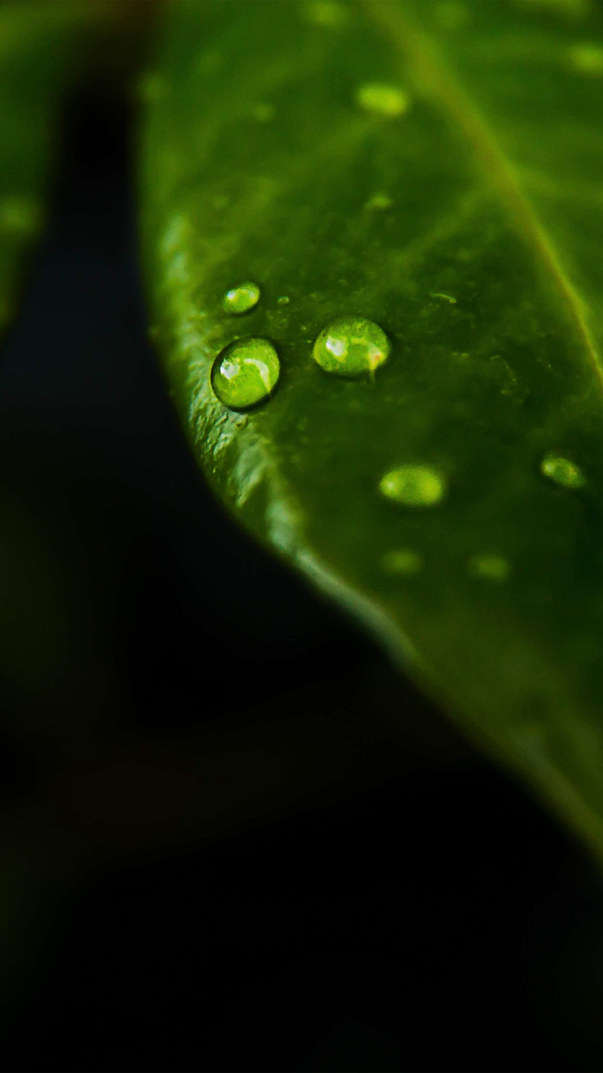 Leaf Rain Drop Green Nature Wallpapers For Iphone