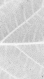 Leaf White Bw Nature Texture Pattern