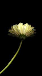 Lonely Flower Dark Simple Minimal Nature