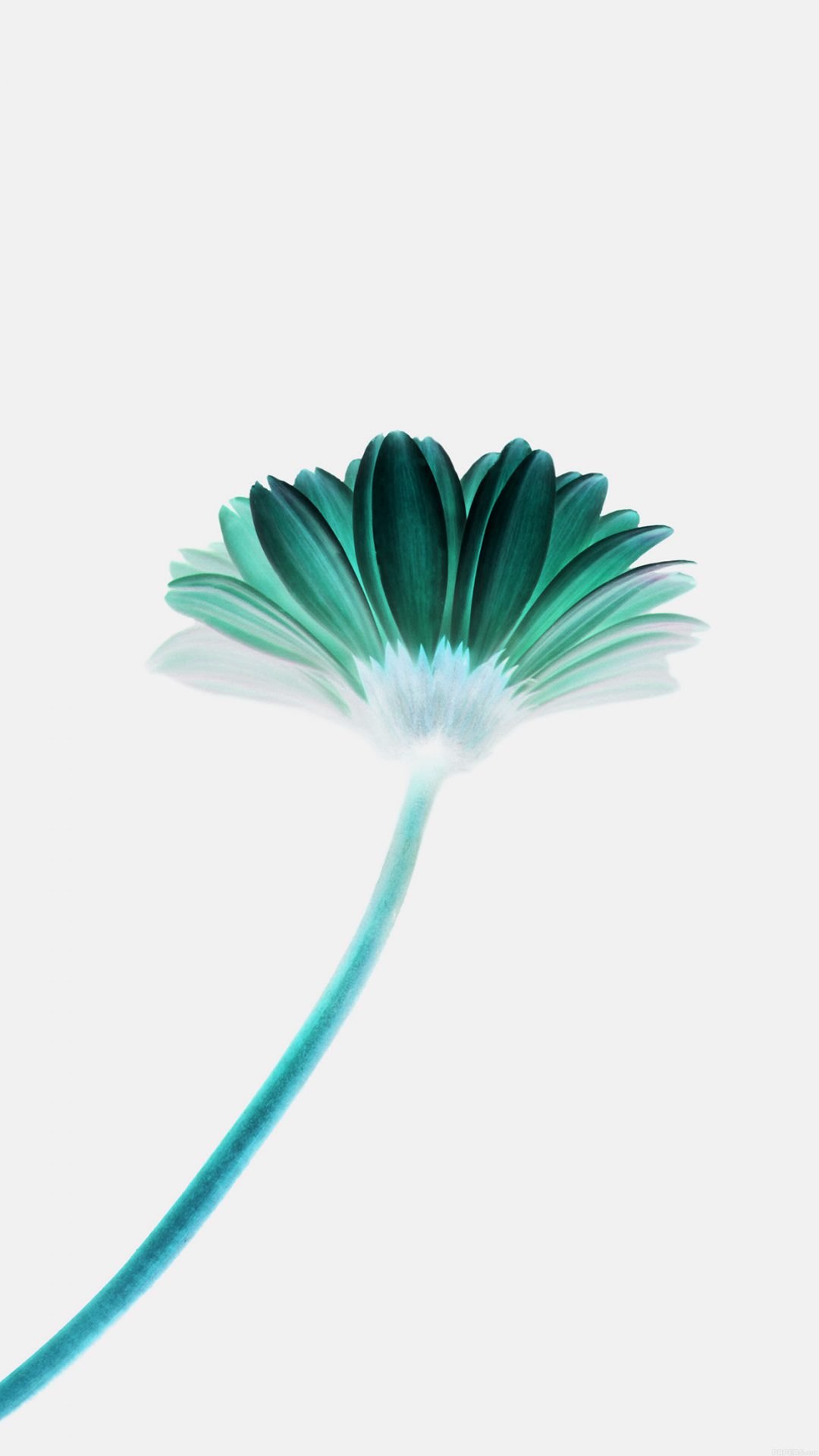 Lonely Flower White Green Simple Minimal Nature
