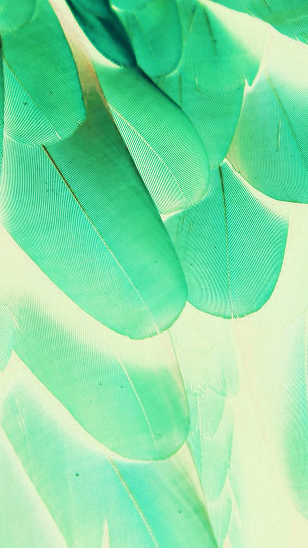 Meizu Feathre Green Blue Nature Texture Animal Pattern